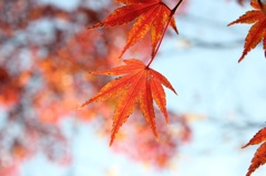 透ける紅葉