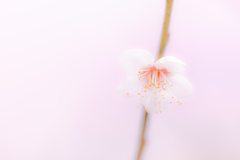 梅（ストロボ）