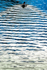 鳥が写っている波の写真