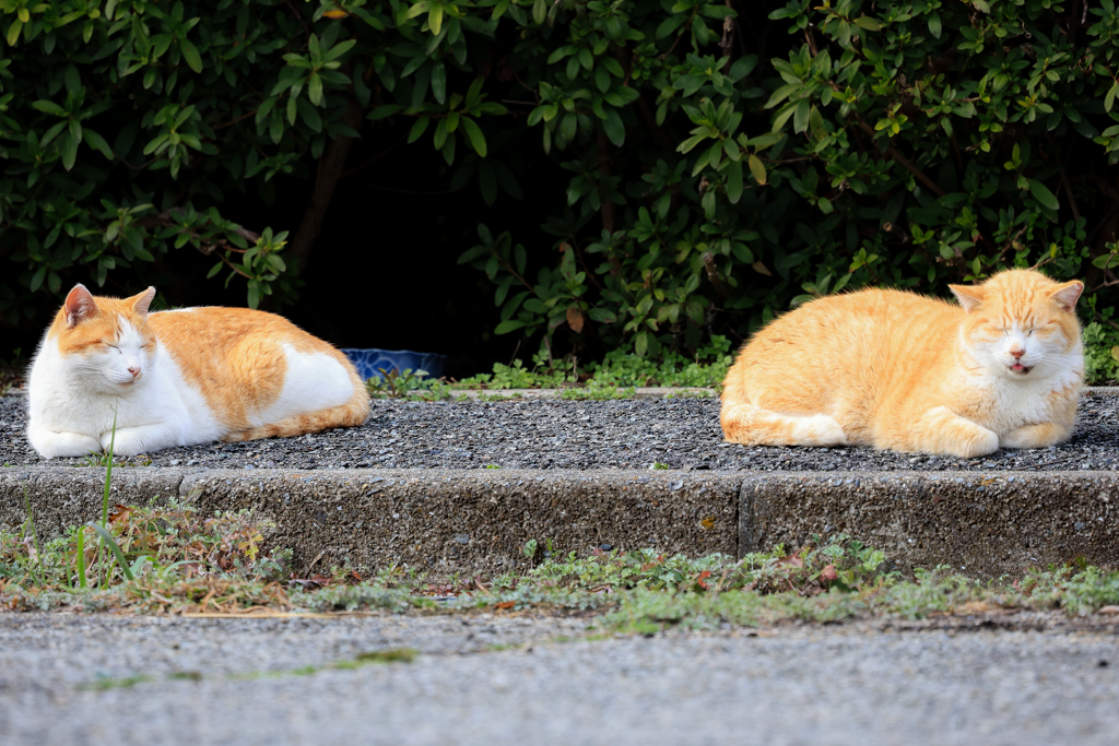 日向ぼっこ