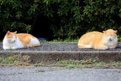日向ぼっこ