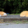 日向ぼっこ