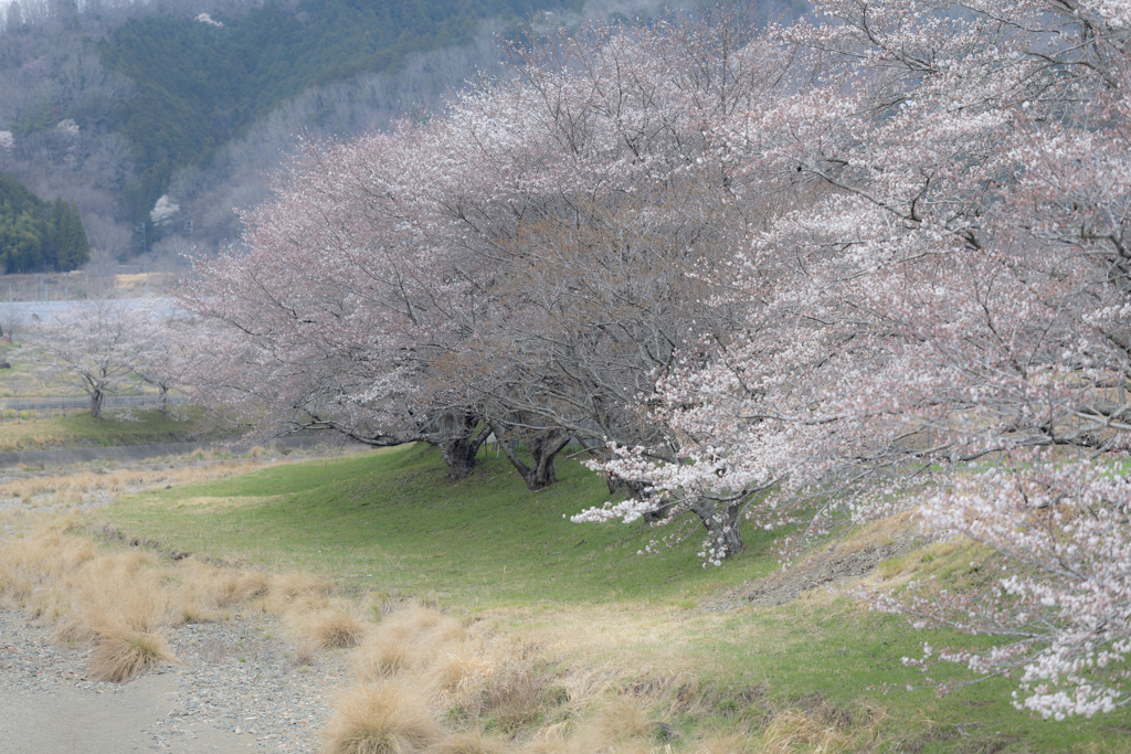 桜