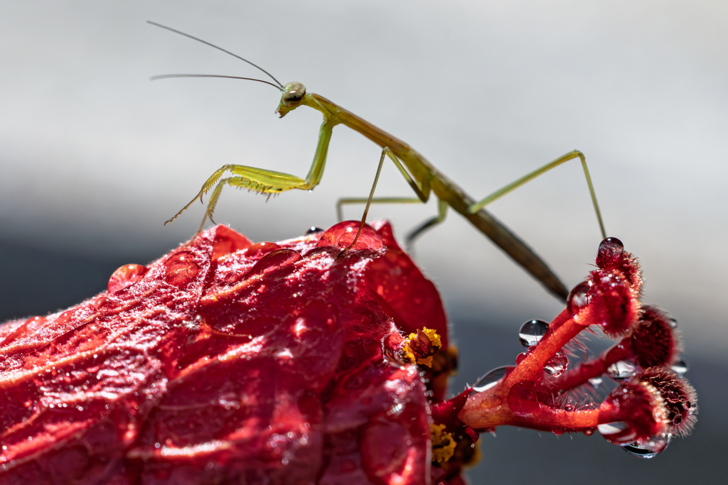カマキリ