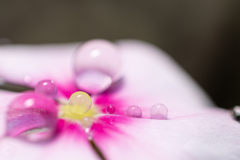 水玉