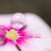 水玉