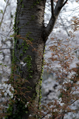 桜木