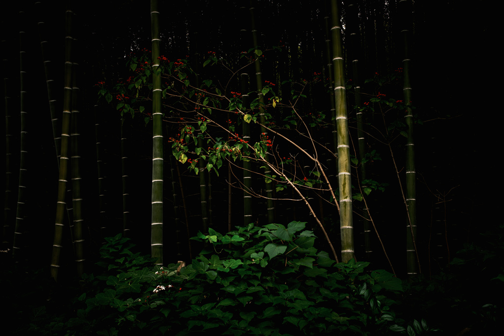 竹