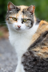 猫