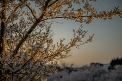 夕方桜