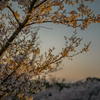 夕方桜