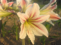 お花