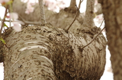 生命観漲るこの桜の木のうねり