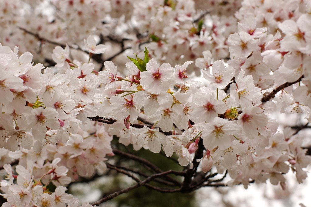 桜2011@浜離宮(5)