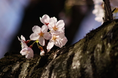 桜 2010 (1)