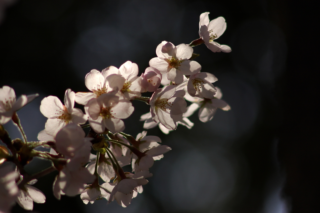 桜 2010 (5)