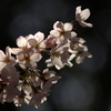 桜 2010 (5)