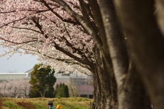 桜 2010 (7)