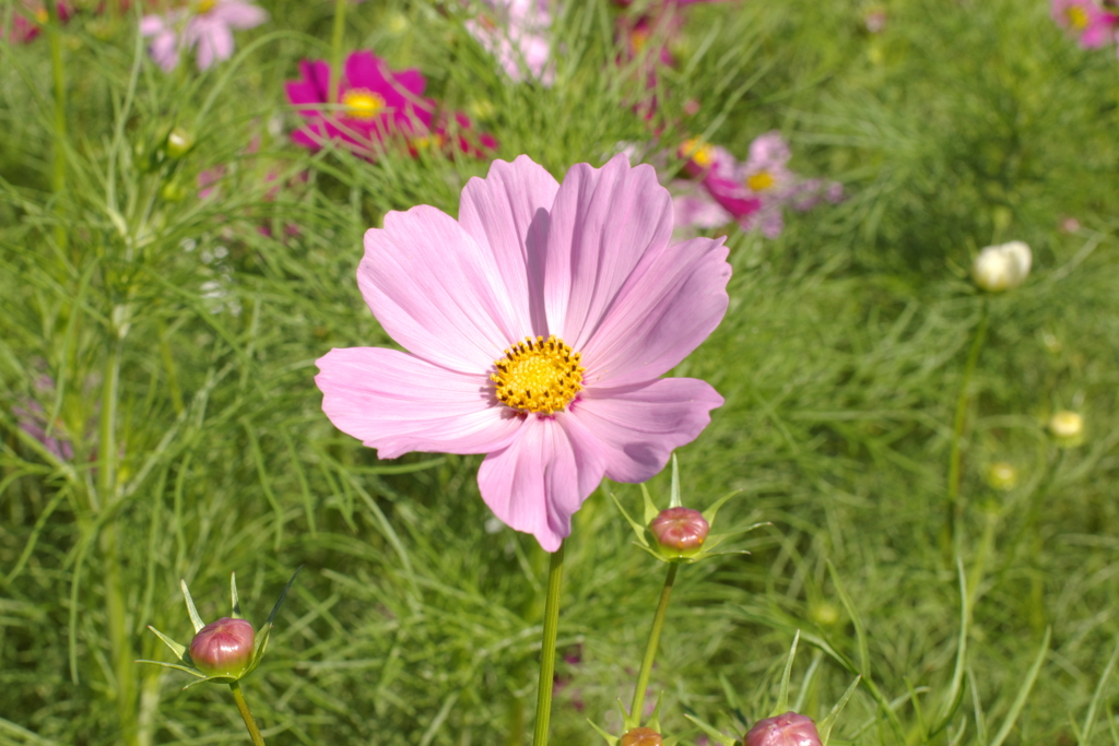 IMGP5097