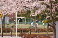 桜 2010 (9)