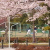 桜 2010 (9)