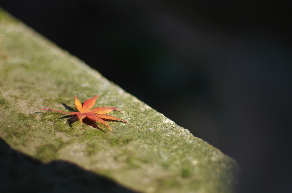 晩秋 2013