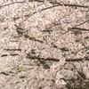 桜 2015