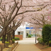 桜 2015