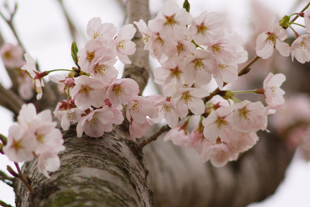 桜 2010 (6)