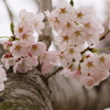 桜 2010 (6)