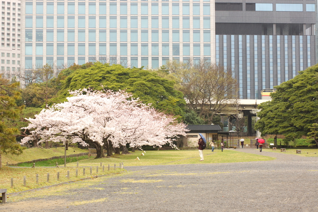 桜2011@浜離宮(3)