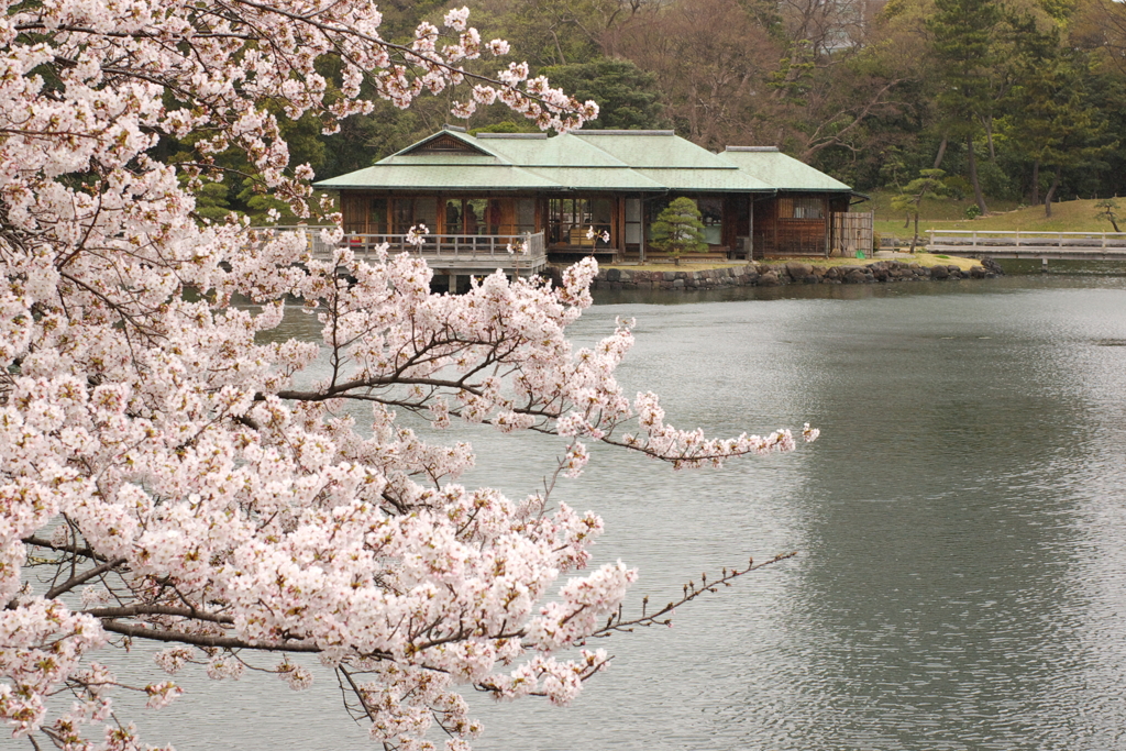 桜2011@浜離宮(2)