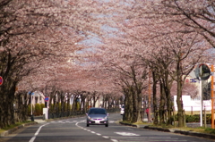 桜 2010 (4)