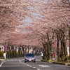 桜 2010 (4)