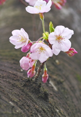 桜 2016