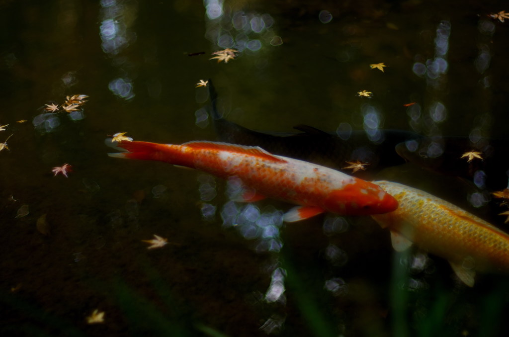 晩秋 2013