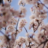 桜 2010 (8)