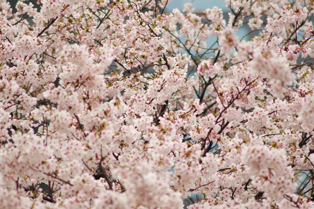 桜2011@浜離宮(8)
