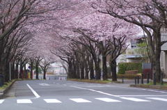 桜 2016