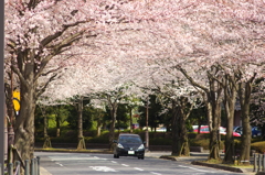 桜 2010 (3)