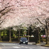 桜 2010 (3)