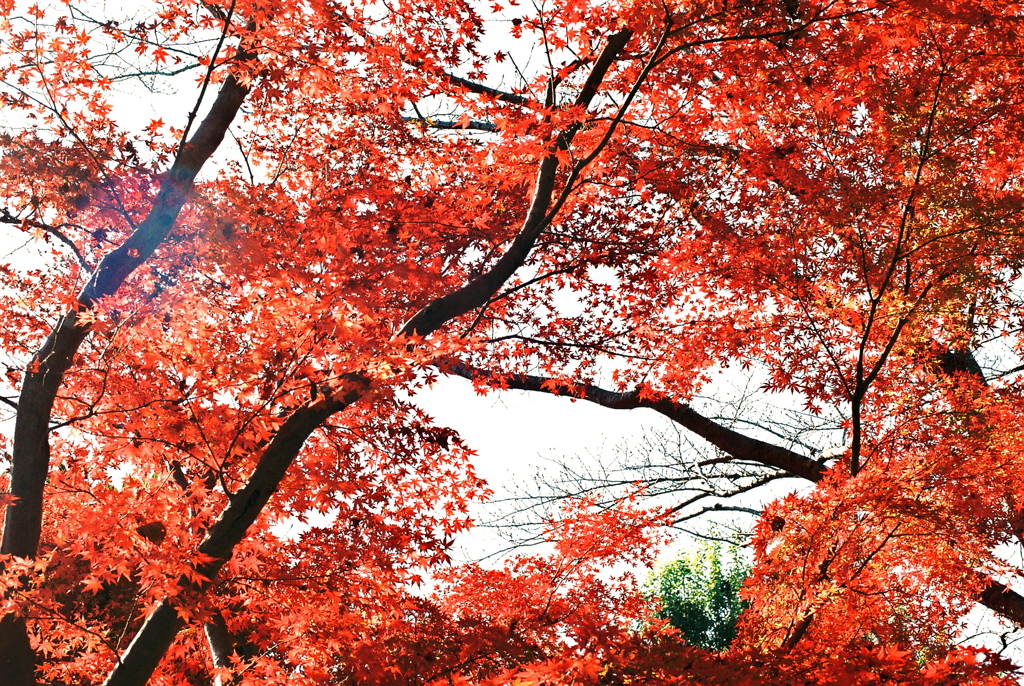 紅葉