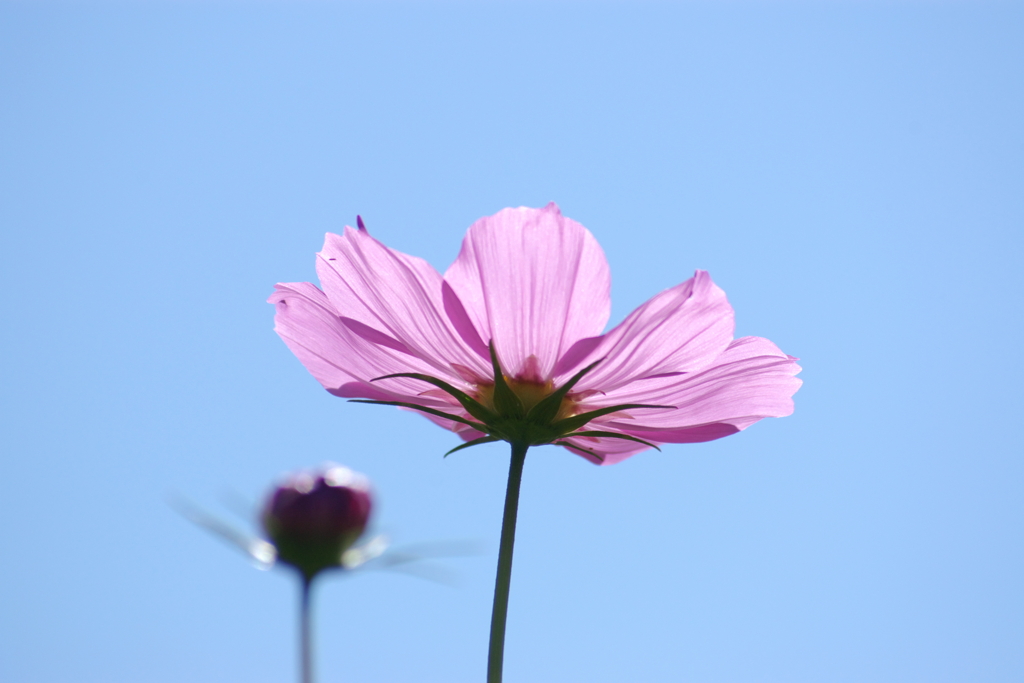 IMGP5083a