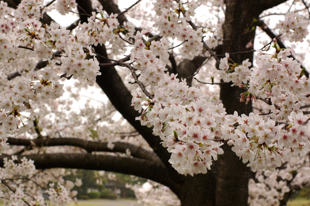 桜2011@浜離宮(4)