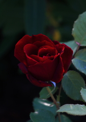 初薔薇２