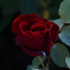 初薔薇２