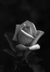 初薔薇