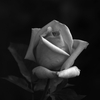初薔薇