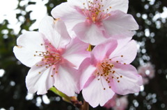 初桜3