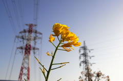 送電線の下で